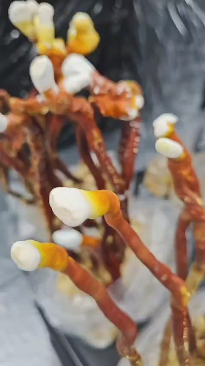 BIO Reishi: Sömn+